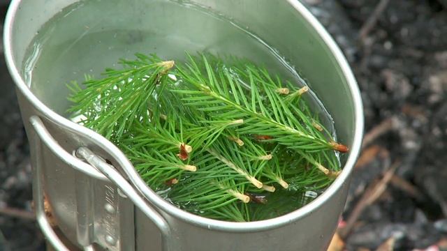 Как сделать быстро костер "мигун" ( How to make a fire and a decoction of pine needles ) смотреть онлайн