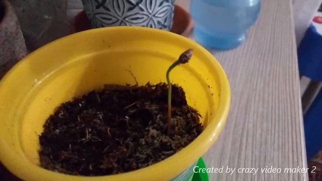 Веймутова сосна часть 1 смотреть онлайн