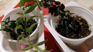 Цветок колумнея. Откуда название, как ухаживать, как растет в природе. Коротко о колумнее