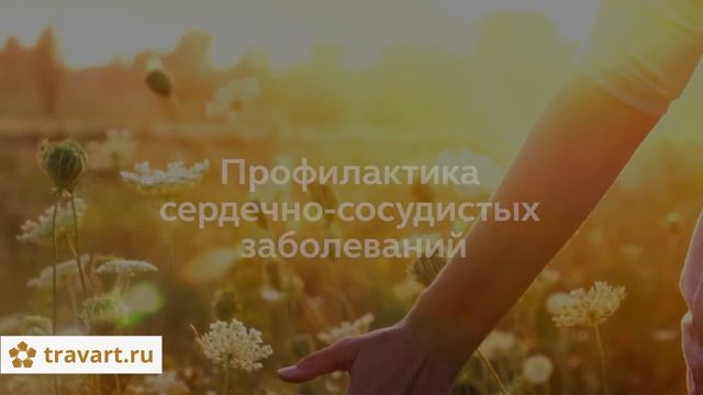 Гречишный мед полезные свойства. Чем полезен гречишный мед. ТРАВАРТ #7012