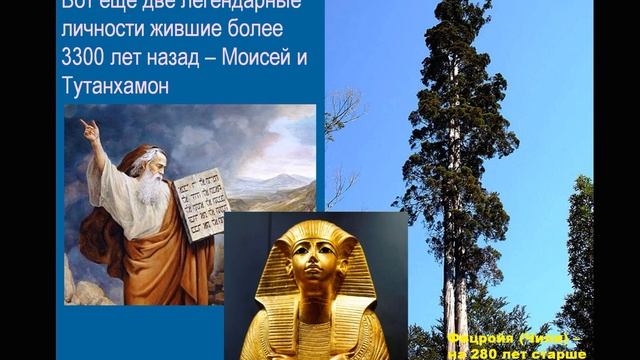 Растение, которое пережило фараонов - продолжительность жизни растений