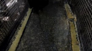 Выращивание свиней в домашних условиях / Как заработать на месячных поросятах