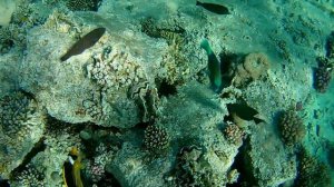 Кораллы на песчаном пляже Xperience st george Sand Beach