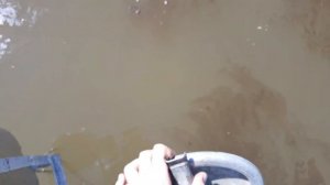 Запускаю клариевых африканских сомов в пруд. Выращиваем вместе))
