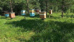 Медоносы  Среднего  Урала . Разнотравье .