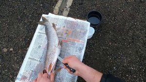 Как почистить большую щуку