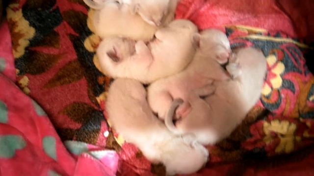 Шестой день жизни ориентальных котят, определение пола смотреть онлайн