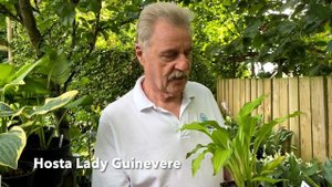 Rewela Hostas looks at Hosta Lady Guinevere