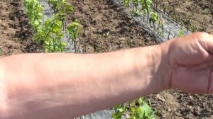 @Применение гиббереллина на винограде и черенки винограда весной