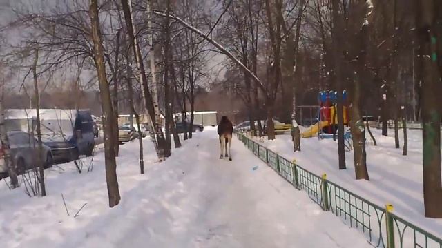 Лось здоровенный лось, ребята! смотреть онлайн