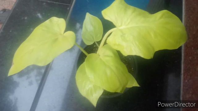Low light Indoor Plants/Home Garden/Malayalam/monstera/Rhaphidophora Tetrasperma/
