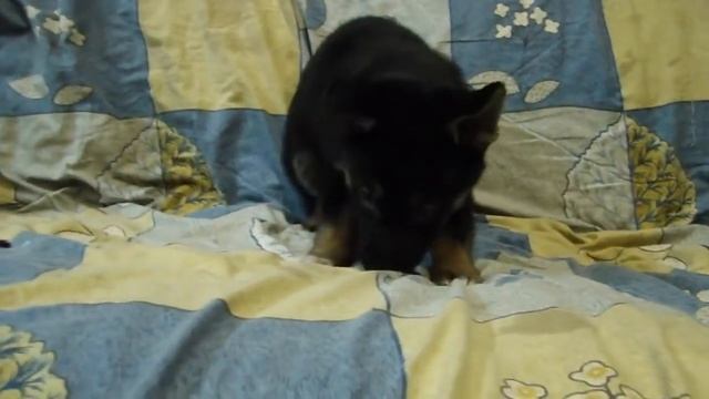 Звёздочка и её первый кувырок  D мимимишность смотреть онлайн