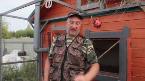 Насест для цыплят и кур.