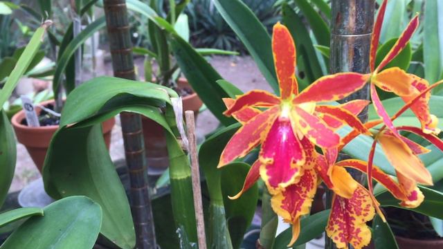 Epicattleya Volcano Trick Paradise смотреть онлайн