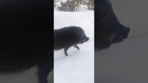 В СНТ кабан ищет желуди!