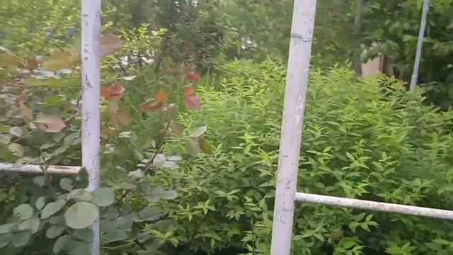 Клематисы, тюльпаны мои цветы🌺🌿 смотреть онлайн