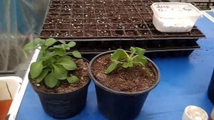 Ответы на вопросы к видео "Ретарданты".