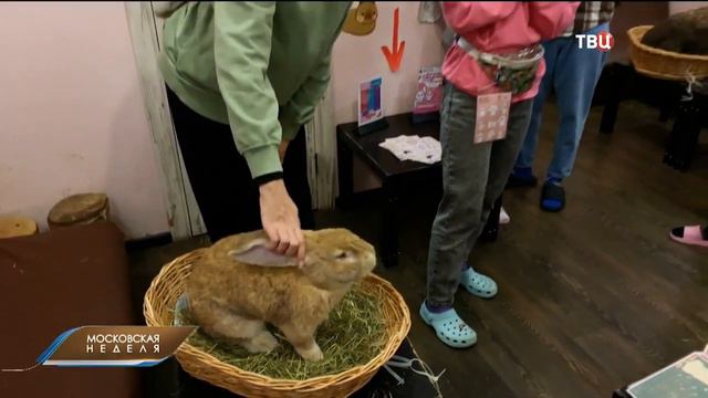 ТВЦ в гостях у "Зайкафе"