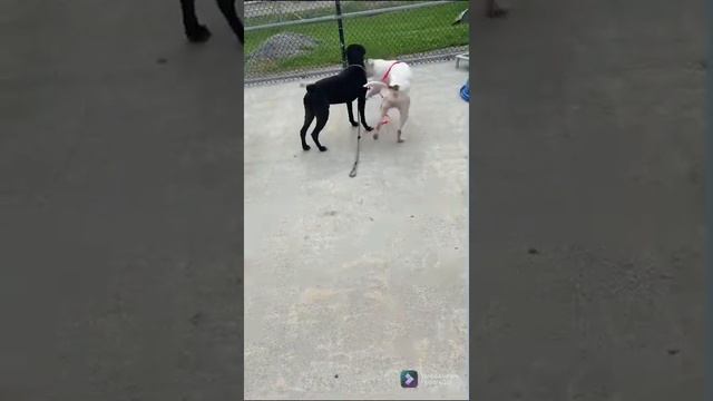 Rose and Wasabi смотреть онлайн