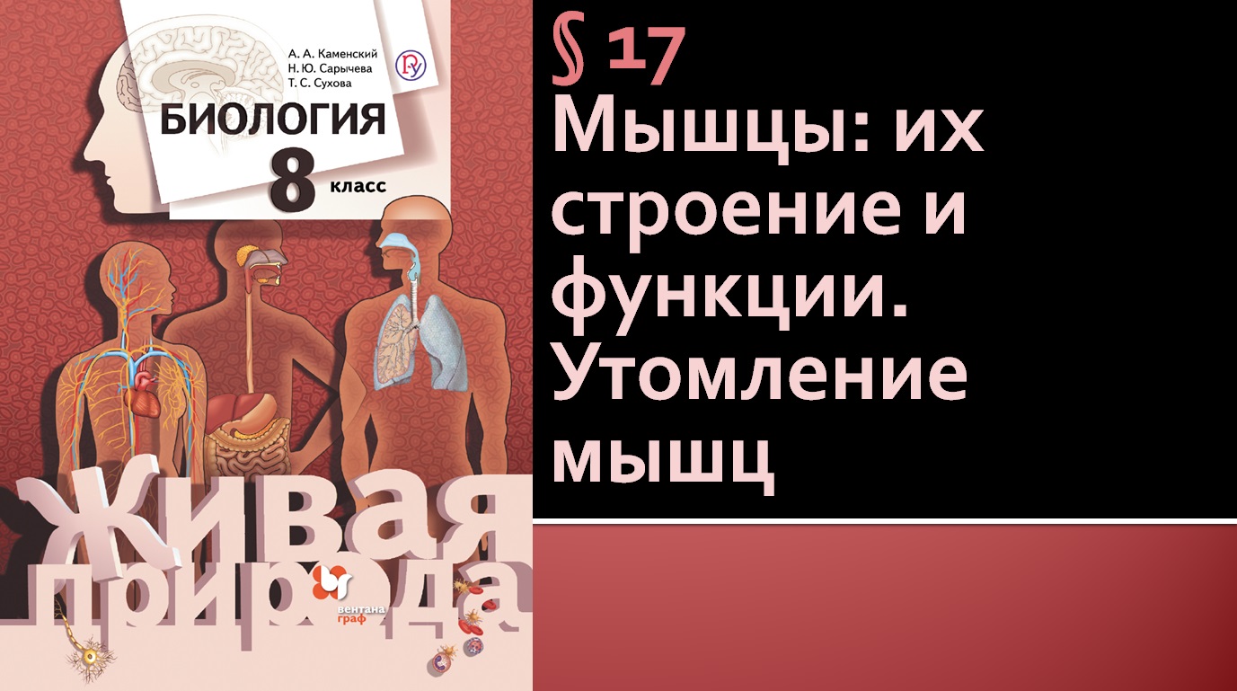 Параграф 17. Мышцы: их строение и функции. Утомление мышц