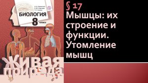 Параграф 17. Мышцы: их строение и функции. Утомление мышц