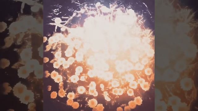 Bellis Perennis ( Daisies ) смотреть онлайн