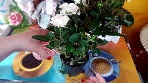 ✴️НА КАССЕ МАГНИТА КУПИЛА БЕЛУЮ РОЗУ✴️ В ГОРШОЧКЕ, РАССКАЗЫВАЮ КАК УХАЖИВАТЬ ЗА НЕЙ ПОСЛЕ ПОКУПКИ.