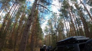 ВВД Мещера. Змеиный камень и 400-летняя сосна!