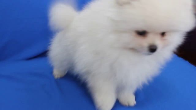 чук и гек