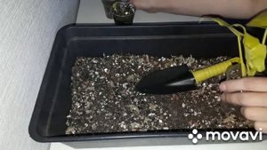 КОМНАТНЫЕ РАСТЕНИЯ НА ПРОДАЖУ,ИЗЛИШКИ ПОЧТОЙ.               Филодендрон Сатин голд.