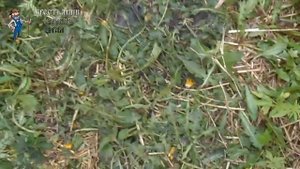 Как сделать сарай почти даром