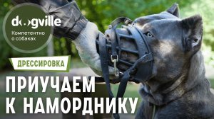 Как приучить собаку к наморднику - 1 Этап