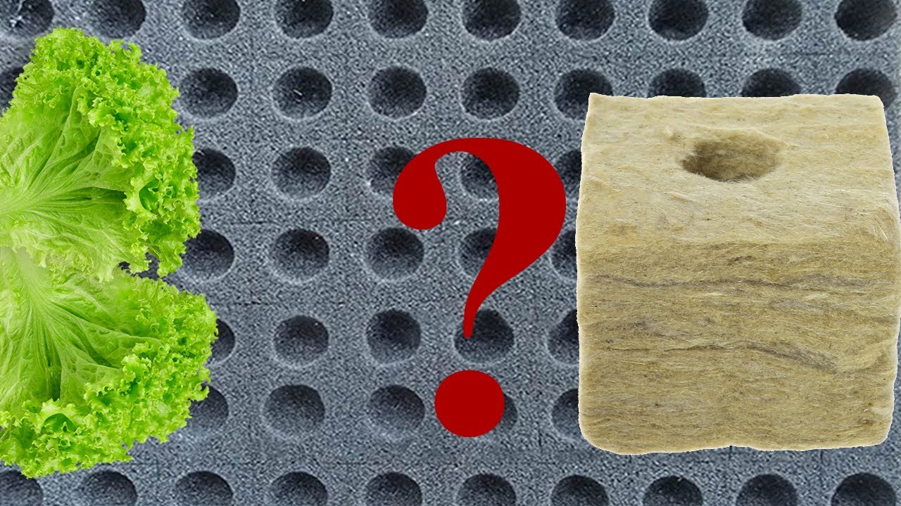 Выращивание на подоконнике рассада на минеральной вате и поролоне. смотреть онлайн