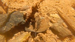 ПОДЁНКИ - Крылатые однодневки