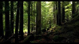 Музыка для сна / Медитация / Восстановление здоровья вашей семьи / 467 гц /