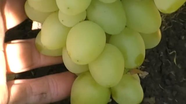 сорт винограда Настя(Аркадия) смотреть онлайн