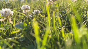 ПОЗДНЯЯ ЛЮБОВЬ - VIKTOR VLADIMIROV