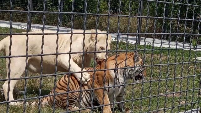 Как лев повалил тигра.Парк львов тайган. смотреть онлайн