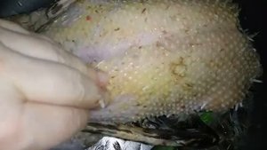 Ощип мускусных уток в пять месяцев