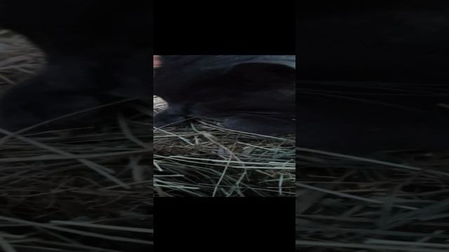 Котячьи нежности смотреть онлайн