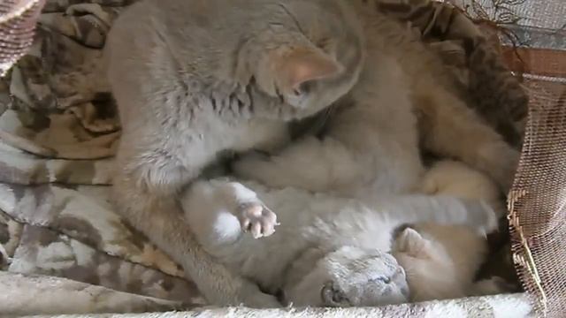 Кошки очень заботливые мамы!!!