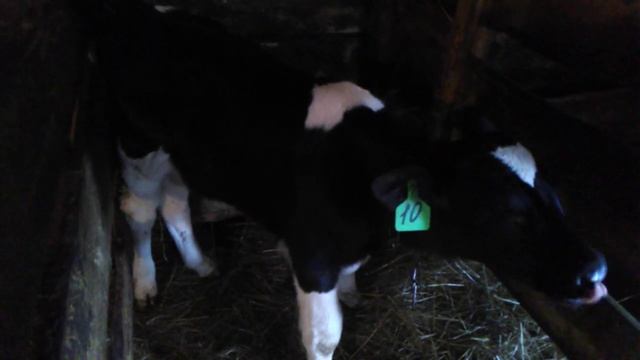 Купила теленка , назвали цыган. смотреть онлайн