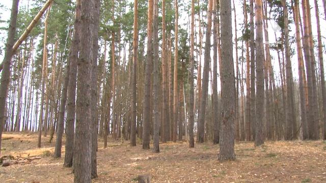 Парк  без границ  в Великих Луках смотреть онлайн