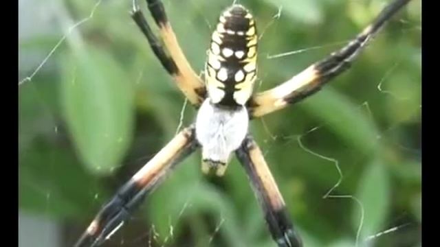 Золотое сечение в ухе человека, рога и бивни животных, развивающиеся в форме спирали смотреть онлайн