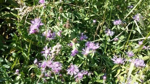 кипрей ( иван-чай) медонос?? Все таки медонос!!! смотреть онлайн