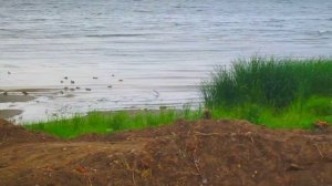 Река Волга. Наблюдаем за водоплавающими