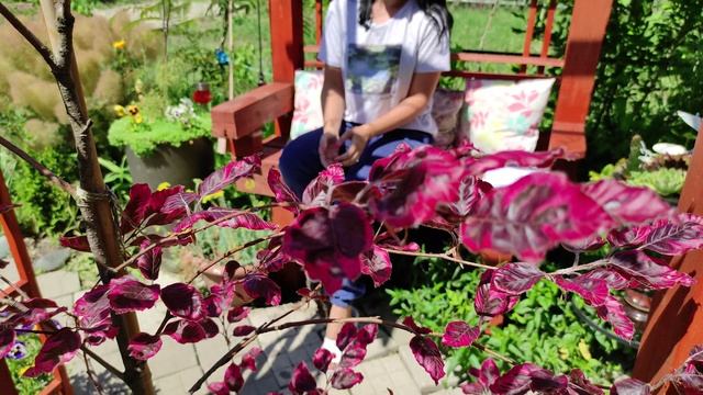 Добро пожаловать в мой сад! Я коллекционирую редкие растения создаю свой сад мечты!=) смотреть онлайн