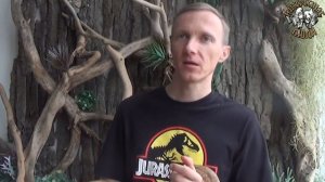 Змеиный питомник дома - опасность или удовольствие? / домашние змеи