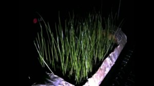 Таймлапс роста травы для pikabu