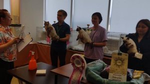 На выставке кошек выступают тайцы